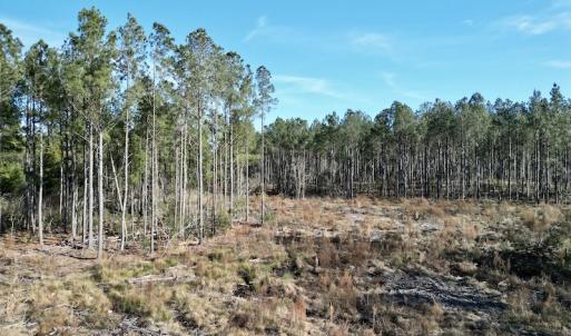 Photo #14 of SOLD property in Off Upper Neck Rd, Bayboro, NC 6.9 acres