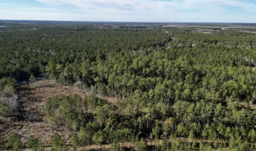 Photo #5 of SOLD property in Off Upper Neck Rd, Bayboro, NC 6.9 acres