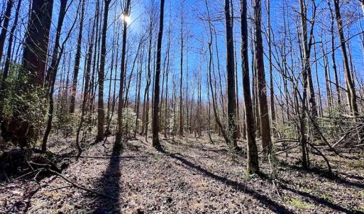 Photo #24 of SOLD property in Off NC Hwy 222, Saratoga, NC 56.1 acres