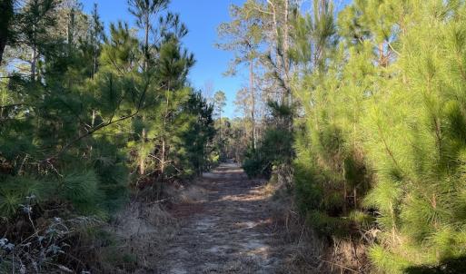 Photo #16 of Off Old Dothan Rd, Tabor City, NC 31.0 acres