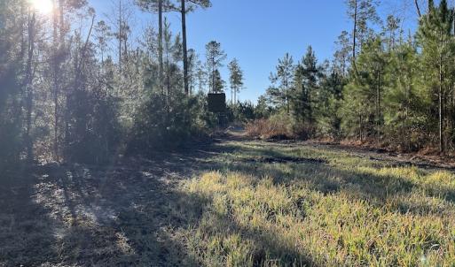 Photo #19 of Off Old Dothan Rd, Tabor City, NC 31.0 acres