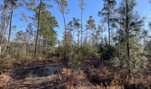 Photo #20 of Off Old Dothan Rd, Tabor City, NC 31.0 acres