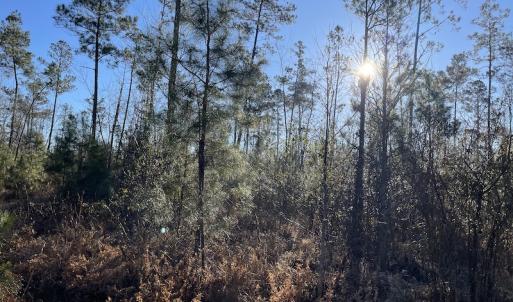 Photo #21 of Off Old Dothan Rd, Tabor City, NC 31.0 acres