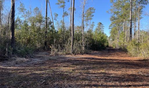 Photo #22 of Off Old Dothan Rd, Tabor City, NC 31.0 acres