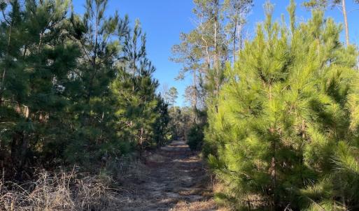 Photo #25 of Off Old Dothan Rd, Tabor City, NC 31.0 acres