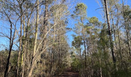 Photo #26 of Off Old Dothan Rd, Tabor City, NC 31.0 acres