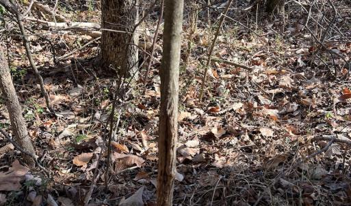 Photo #14 of SOLD property in 1520 Fiddlers Rd, Emporia, VA 85.1 acres