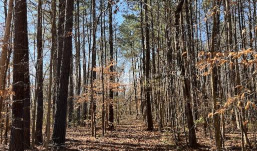Photo #15 of SOLD property in 1520 Fiddlers Rd, Emporia, VA 85.1 acres