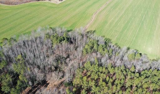Photo #13 of SOLD property in Off Horse Pen Rd, Courtland, VA 81.8 acres