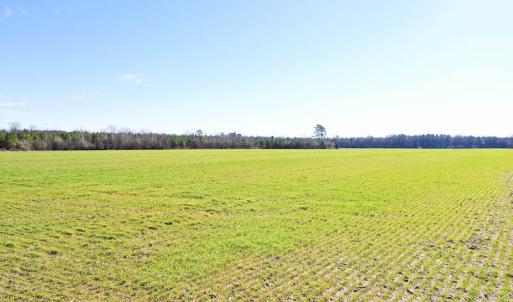 Photo #23 of SOLD property in Off Horse Pen Rd, Courtland, VA 81.8 acres