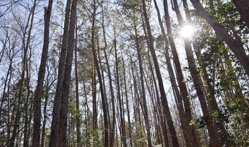 Photo #31 of SOLD property in Off Horse Pen Rd, Courtland, VA 81.8 acres