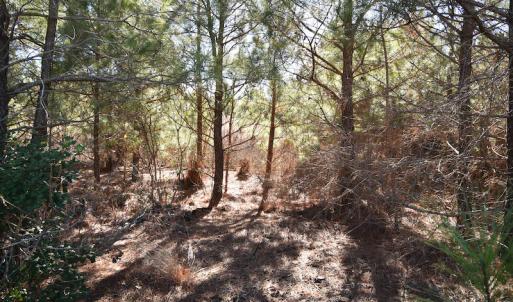 Photo #40 of SOLD property in Off Horse Pen Rd, Courtland, VA 81.8 acres