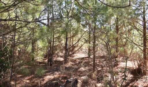 Photo #41 of SOLD property in Off Horse Pen Rd, Courtland, VA 81.8 acres