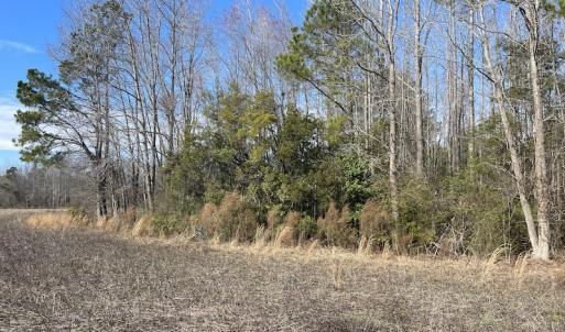 Photo #6 of Off Boggy Branch Rd, Nichols, SC 39.3 acres