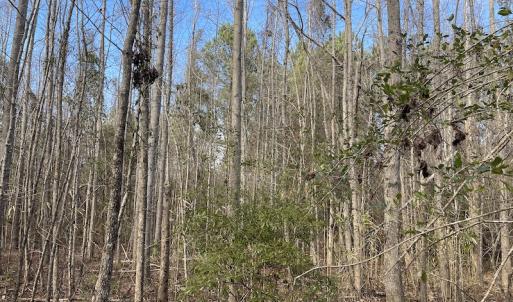 Photo #8 of Off Boggy Branch Rd, Nichols, SC 39.3 acres