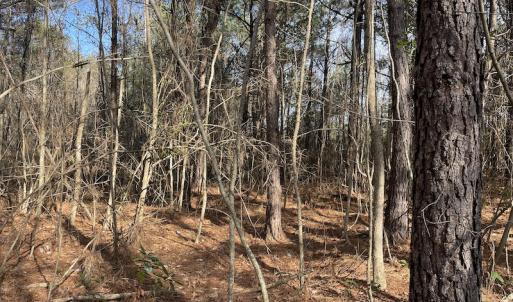 Photo #9 of Off Boggy Branch Rd, Nichols, SC 39.3 acres