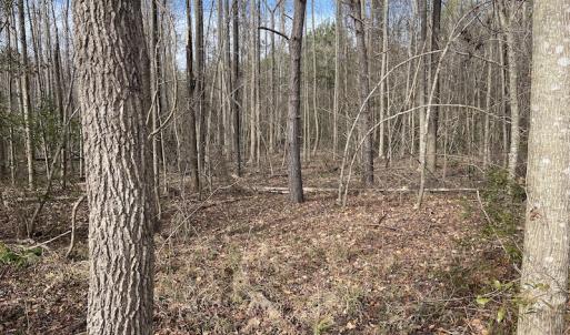 Photo #10 of Off Boggy Branch Rd, Nichols, SC 39.3 acres