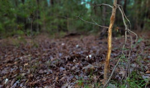 Photo #20 of Off Martin Lane , Axton, VA 4.0 acres