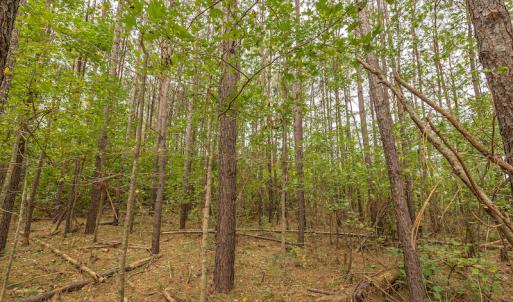 Photo #28 of SOLD property in Off Bailey Road , Fairmont, NC 29.0 acres