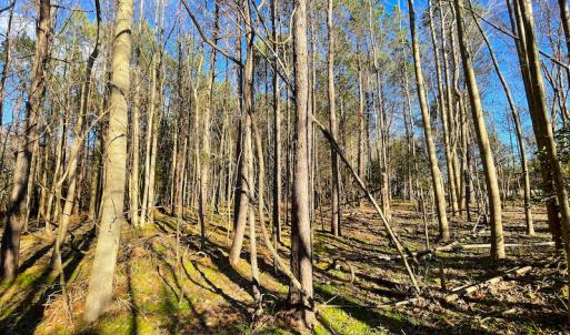Photo #15 of SOLD property in 7362 Colonial Trail East, Surry, VA 23883 / Surry County, Surry, VA 22.4 acres