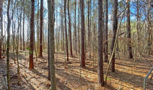 Photo #17 of SOLD property in 7362 Colonial Trail East, Surry, VA 23883 / Surry County, Surry, VA 22.4 acres