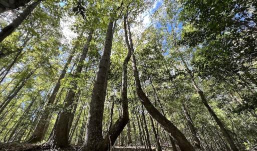 Photo #10 of SOLD property in Off Lunbar Court, Kittrell, NC 65.7 acres