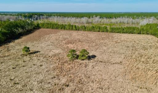 Photo #14 of SOLD property in 4345 Shiloh Rd, Watha, NC 75.0 acres