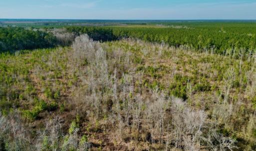 Photo #16 of SOLD property in 4345 Shiloh Rd, Watha, NC 75.0 acres
