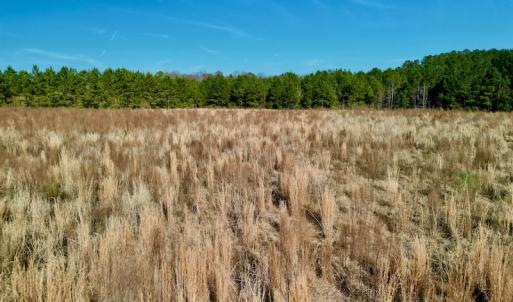 Photo #17 of SOLD property in 4345 Shiloh Rd, Watha, NC 75.0 acres