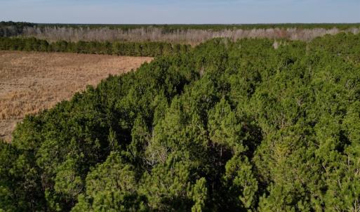Photo #20 of SOLD property in 4345 Shiloh Rd, Watha, NC 75.0 acres
