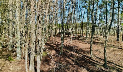 Photo #23 of SOLD property in 4345 Shiloh Rd, Watha, NC 75.0 acres