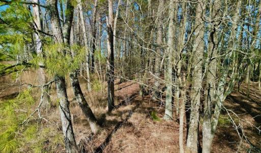 Photo #24 of SOLD property in 4345 Shiloh Rd, Watha, NC 75.0 acres