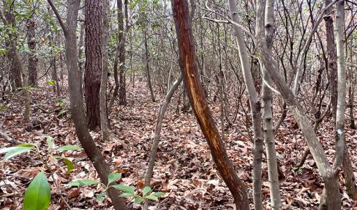 Photo #9 of 9609 Catharpin Road, Spotsylvania, VA 18.1 acres