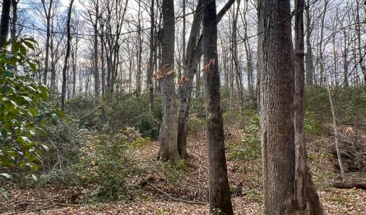 Photo #14 of 9609 Catharpin Road, Spotsylvania, VA 18.1 acres