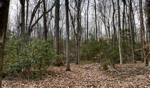 Photo #15 of 9609 Catharpin Road, Spotsylvania, VA 18.1 acres