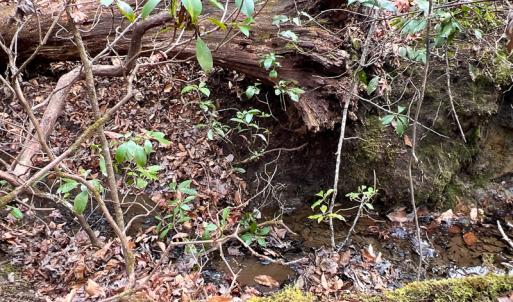 Photo #34 of 9609 Catharpin Road, Spotsylvania, VA 18.1 acres