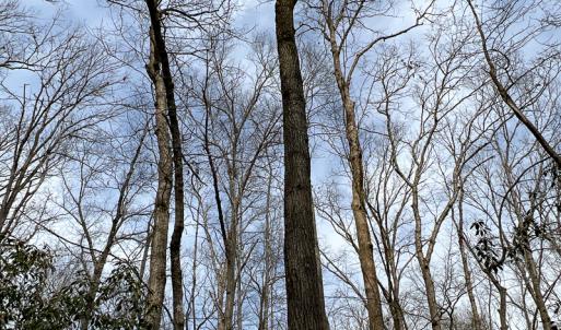 Photo #35 of 9609 Catharpin Road, Spotsylvania, VA 18.1 acres