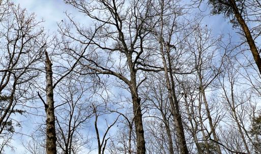 Photo #42 of 9609 Catharpin Road, Spotsylvania, VA 18.1 acres