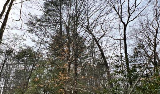 Photo #48 of 9609 Catharpin Road, Spotsylvania, VA 18.1 acres