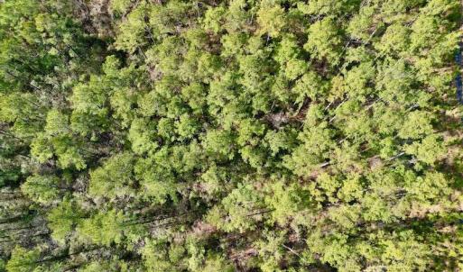 Photo #13 of SOLD property in Off Adams Creek Rd, Havelock, NC 43.1 acres