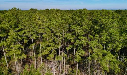 Photo #14 of SOLD property in Off Adams Creek Rd, Havelock, NC 43.1 acres