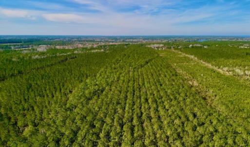 Photo #8 of SOLD property in Off Adams Creek Rd, Havelock, NC 43.1 acres