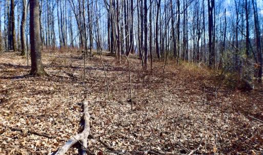 Photo #27 of Off Adventure Mountain Trail , Montvale, VA 216.9 acres