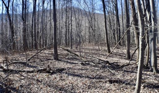 Photo #28 of Off Adventure Mountain Trail , Montvale, VA 216.9 acres