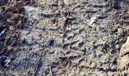 Photo #30 of Off Adventure Mountain Trail , Montvale, VA 216.9 acres