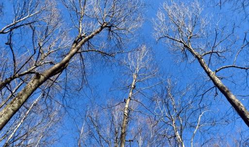 Photo #33 of Off Adventure Mountain Trail , Montvale, VA 216.9 acres