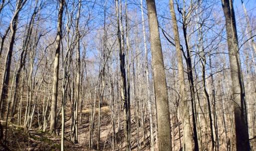 Photo #34 of Off Adventure Mountain Trail , Montvale, VA 216.9 acres