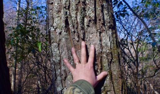 Photo #36 of Off Adventure Mountain Trail , Montvale, VA 216.9 acres