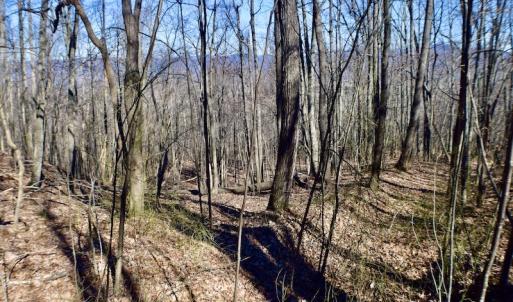 Photo #42 of Off Adventure Mountain Trail , Montvale, VA 216.9 acres