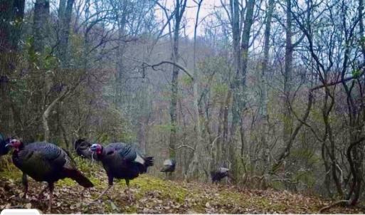 Photo #47 of Off Adventure Mountain Trail , Montvale, VA 216.9 acres